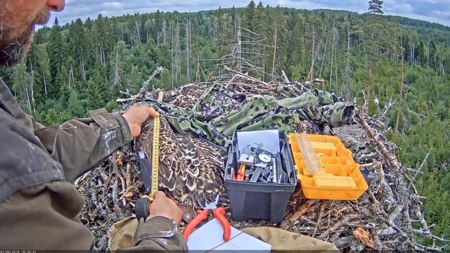 Irmas mazuļu gredzenošana - XH XJ XK  2018.07.09