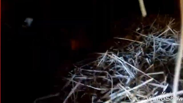 ХОЗЯЙСТВО САРАЙ С КУРАМИ КАК ПРИМЕРНО РАСПОЛОЖЕН В НУ ТРИ И С НАРУЖУ смотреть онлайн