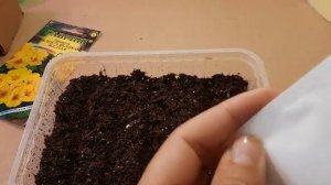 Сеем примулу к 8 марта