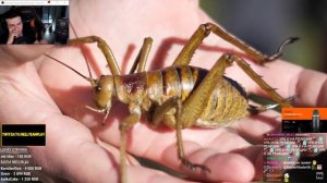 HELLYEAHPLAY СМОТРИТ: ВОТ ПОЧЕМУ ВСЕ НАСЕКОМЫЕ БОЯТСЯ ЕГО