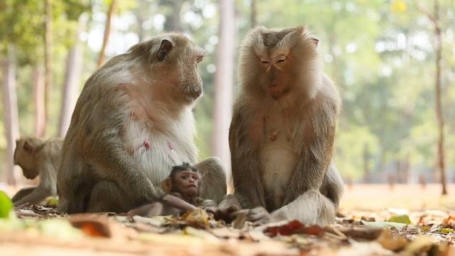 Monkey daily Life today with Amber Troop смотреть онлайн