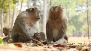 Monkey daily Life today with Amber Troop