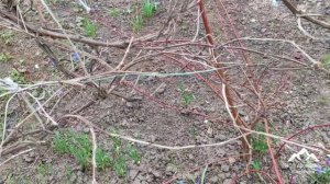 Цветы пролески ( сцилла ) выращивание и уход ! Пролески ( Scilla ) красивая легенда !