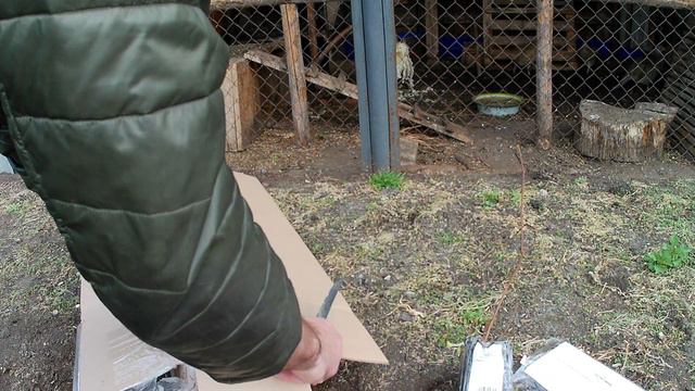 Обзор посылки с саженцами от ЗЛАТПИТОМНИК. Мой отзыв о интернет магазине ЗЛАТПИТОМНИК