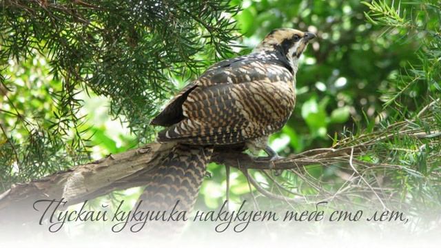 С днём рождения, Надежда!Великолепное поздравление! смотреть онлайн