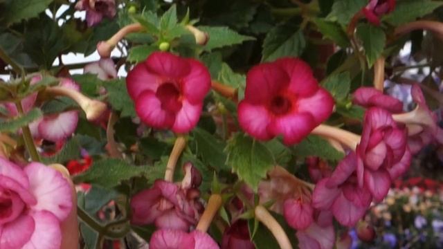 Ахименес Cherry Blossom смотреть онлайн