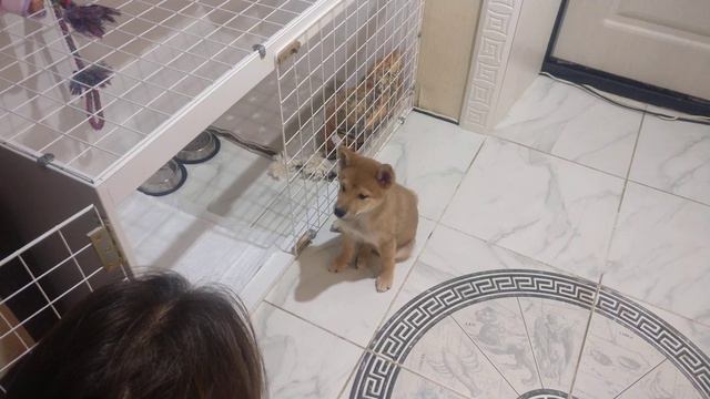 Сиба ину команды Shiba inu dog training смотреть онлайн