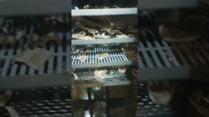 Сушка грибов в сушильной камере.