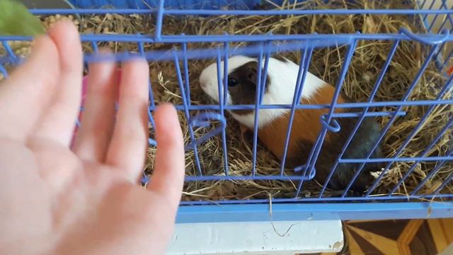 ПРИВЕТ, ВЕСНА! Даем морской свинке одуванчик смотреть онлайн