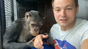 Дан Запашный и его обезьяны, шимпанзе Мальта и Боня в прямом эфире