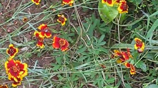 Burgundy Flowers смотреть онлайн