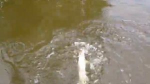 Мангут, щука на джиг на вытеке. База "Клевый берег"