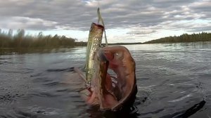 Ловля щуки на поппер. Рыбалка с детьми.