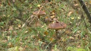 Сбор грибов не в лесу а на дачных проездах! Сентябрь 2021 г.