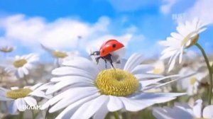 Рекламная заставка (Пятница!, весна 2021)