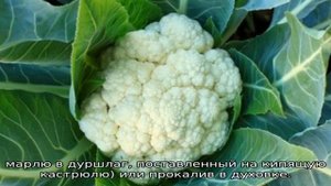 Посадка цветной капусты в открытый грунт рассадой