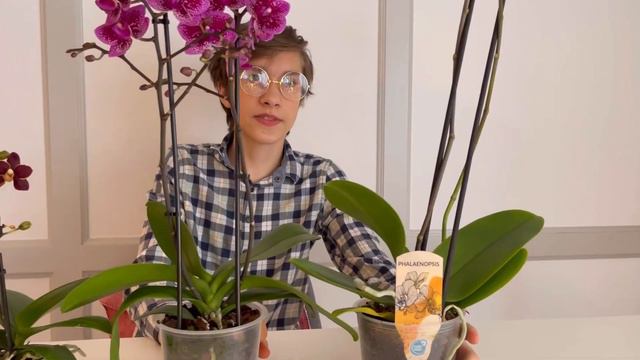 РАЗМЕРЫ ОРХИДЕЙ🍃ФАЛЕНОПСИСОВ смотреть онлайн