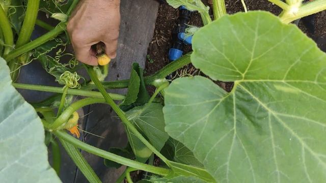 ТЫКВА, ФОРМИРОВАНИЕ ПОБЕГА(ПЛЕТИ) ТЫКВЫ, ПАСЫНКИ у ТЫКВЫ, ПРИЩИПЫВАНИЕ/ЖИВУ на СЕЛЕ*СЕЛЯНИН смотреть онлайн