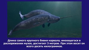 Интересные факты о нарвалах. А вы знали об этом? Будь умным!
