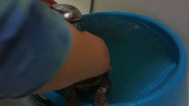 Котенок принимает ванну смотреть онлайн