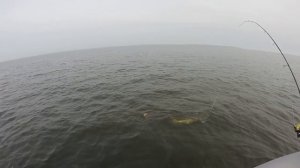 Рыбалка в Саратове на Волге. Сом. Золотое. Дубовка. Волга.