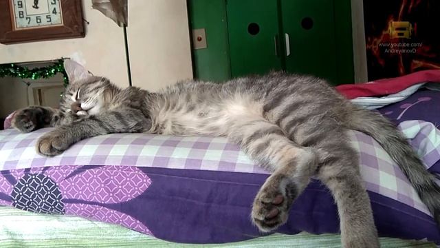 Кот дергается во сне под Агату Кристи смотреть онлайн