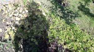 11 сентября уборочные работы на даче  Как вредит Карбыш