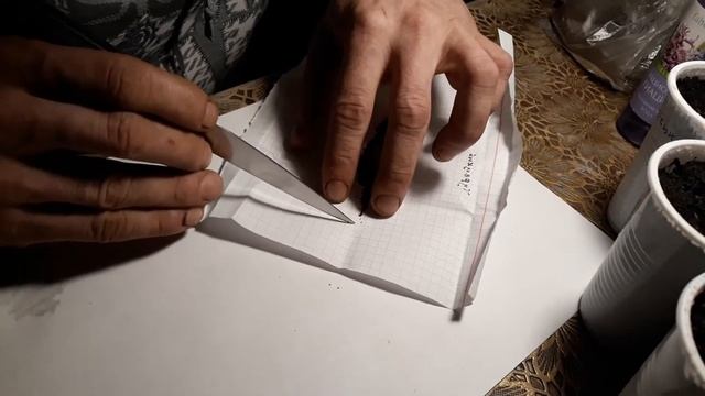 Тест семян табака на всхожесть
