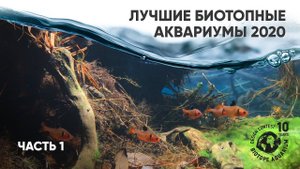 Лучшие биотопные аквариумы 2020 года. Часть 1 #BADC2020