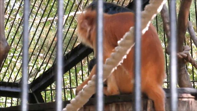 У яванских лангуров появился новый апельсинчик 15.09.2020 смотреть онлайн