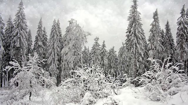 Зимний лес | Шум метели | Хруст снега | 3 часа