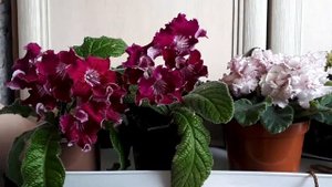 Разрушаем мифы. Сравниваем: фиалки и миниатюрные стрептокарпусы.