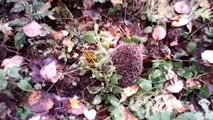 бешеный ёжик