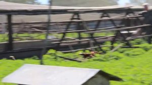 Фазаны летают