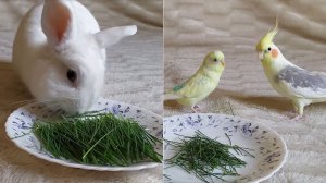 Полезное лакомство для животных ? Кролик и попугаи кушают зелень