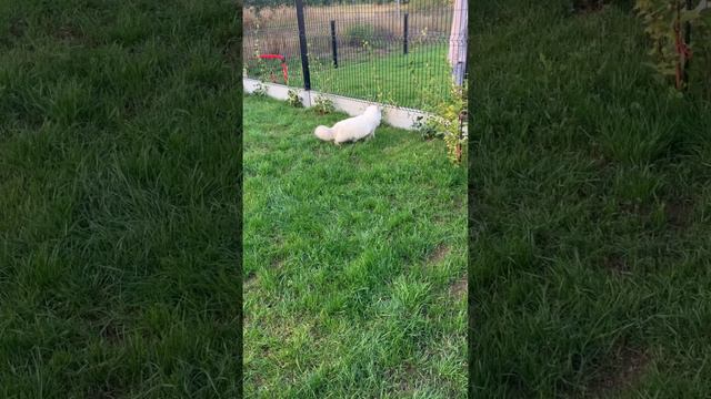 Prince Albert the Cat in the garden meets neighbors and their cat