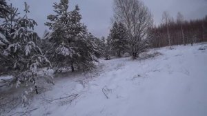 Охота с гончими собаками на зайца. И охотники довольны и зайцы целы и гонцы отработали на отлично.