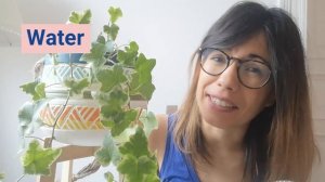 Hedera Helix | English ivy care