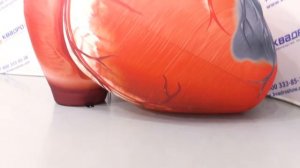 Макет сердца – надувные конструкции – Анатомическая модель сердце