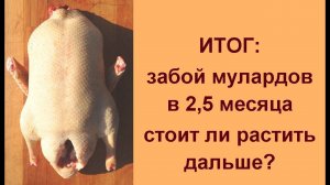 Выращивание и забой мулардов в 2,5 месяцев  ИТОГИ