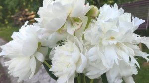 Пион Амалия Олсон