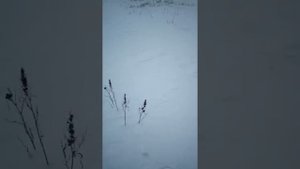 Мото- сани Богатырева по перемету