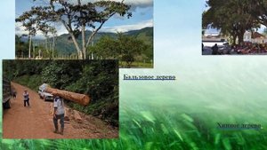 Амазонская низменность. Особенности природы Амазонии. География 7 класс.