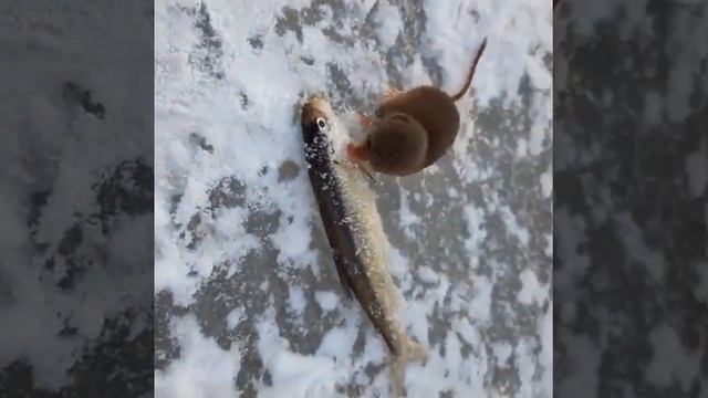 "Рыба больше неё": маленькая бурозубка утащила у сахалинских рыбаков корюшку смотреть онлайн