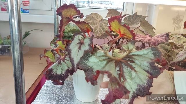 Парад красоты, бегония. смотреть онлайн