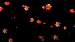 Футаж  Падающие осенние листья (01) HD