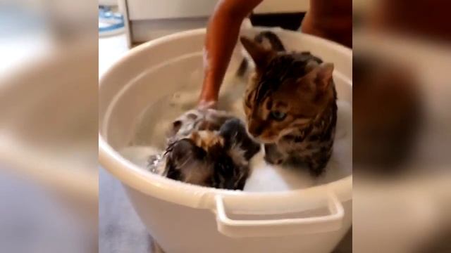 Смешные и милые животные Собаки и Кошки Щенки и Котята Калейдоскоп за 26.09.2018 смотреть онлайн