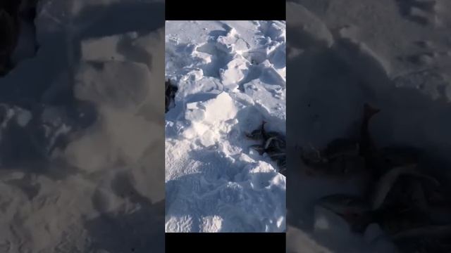 Болчары