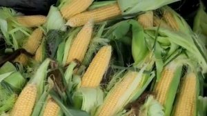 Проект по выращиванию кукурузы на початок. Сорт НОА.