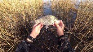 Ловля карася в густом камыше. Вода КИПИТ от карася!!!